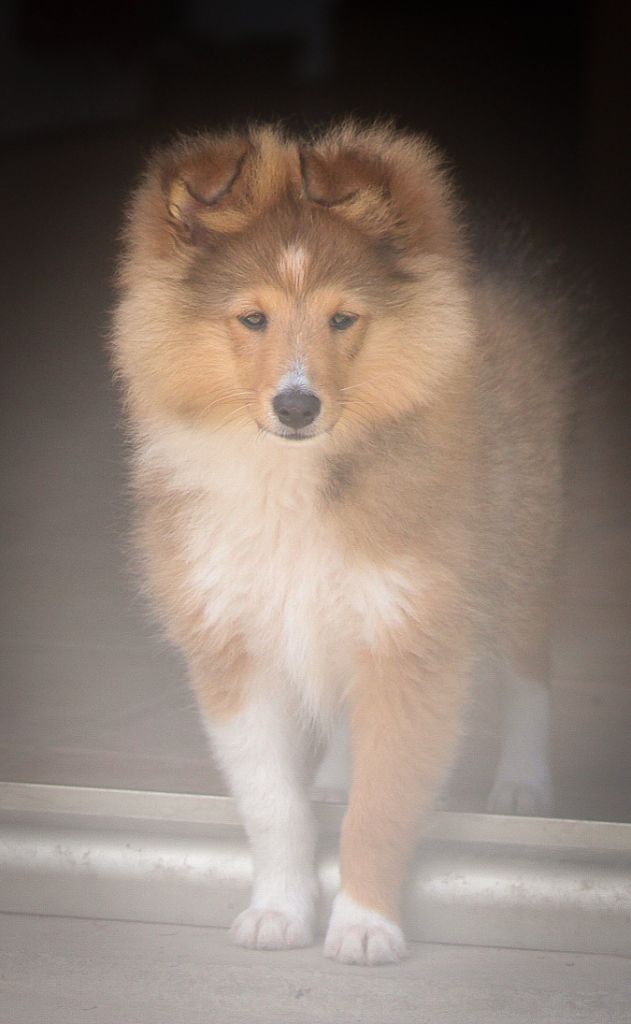 Publication : Des Flocons Etincelants 