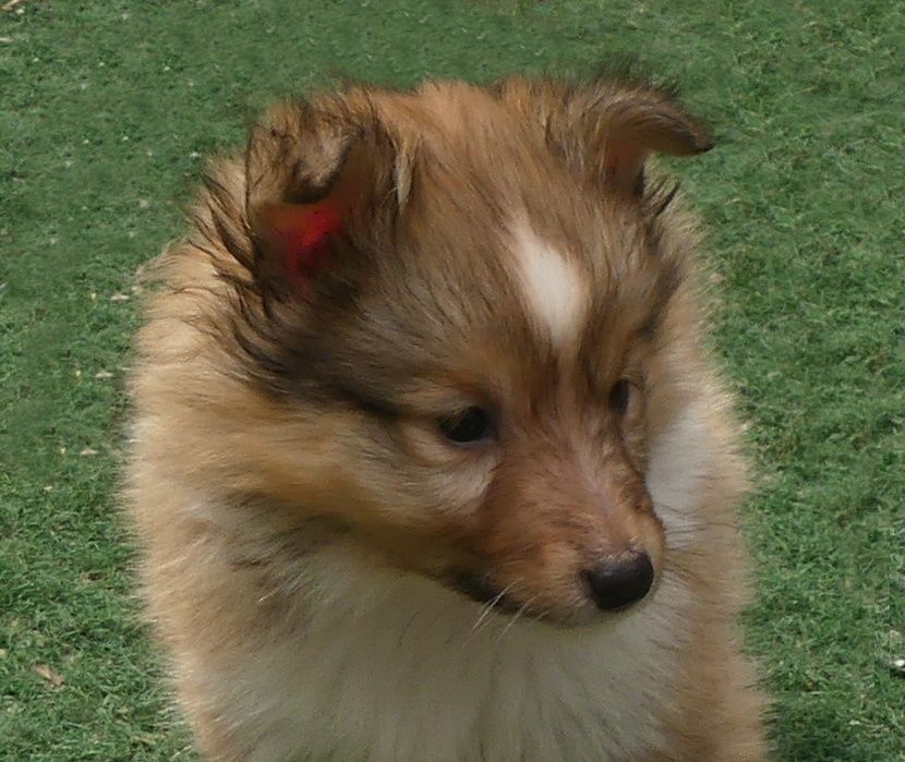 Publication : De La Nit