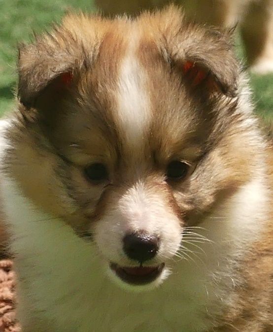 Publication : De La Nit