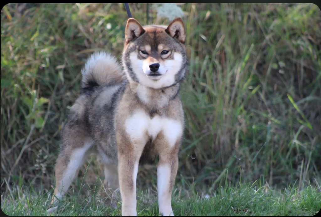 Publication : Des Brumes de Brocéliande 
