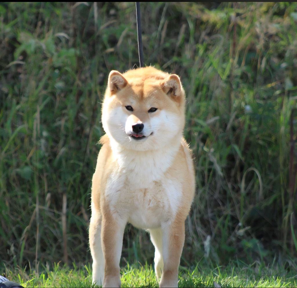 Publication : Des Brumes de Brocéliande 
