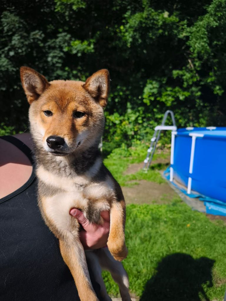 Publication : De La Perle Des Quatre Ames 