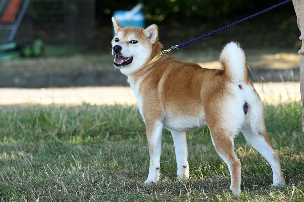 Publication : Go Umiko Kensha Auteur : Céline Oz