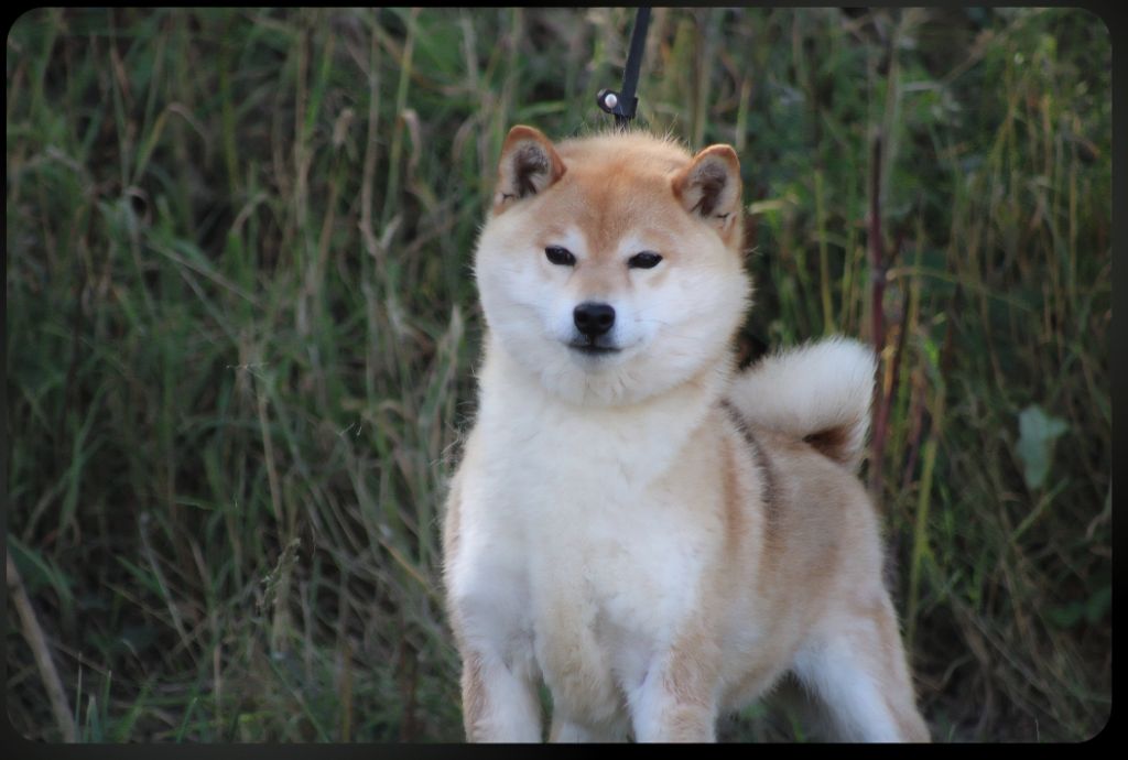 Publication : Des Brumes de Brocéliande 