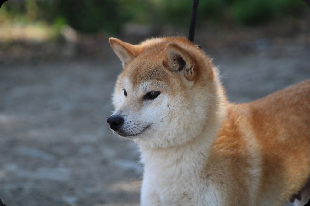 Publication : Des Brumes de Brocéliande 