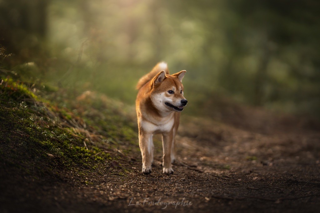 Publication : Go Umiko Kensha Auteur : Alannah Burnouf