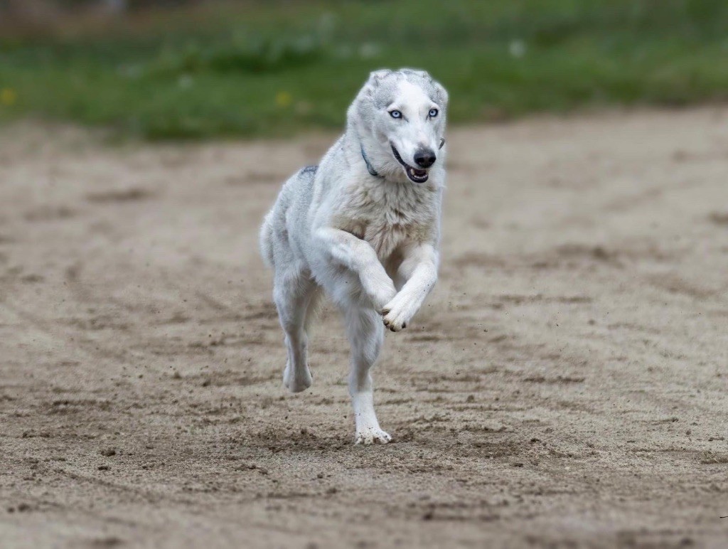 Publication : Of Wilder Minds