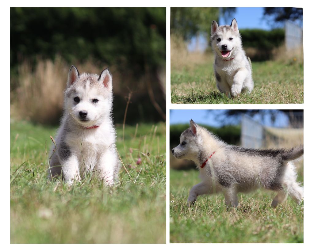 Publication : Flower Of Tenebrae 