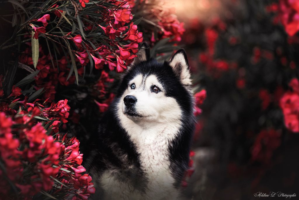 Publication : (Sans Affixe) Auteur : MailaneLPhotographie