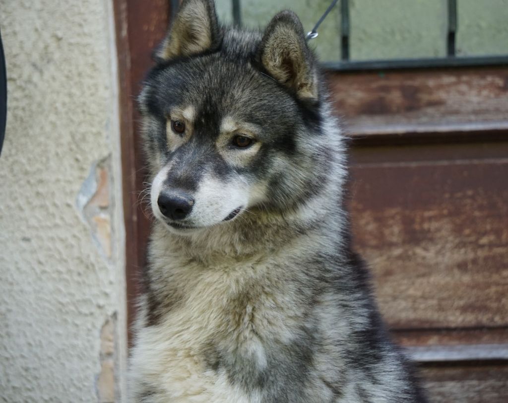 Publication : Des Etoiles Des Glaciers Auteur : Des Étoiles des Glaciers 