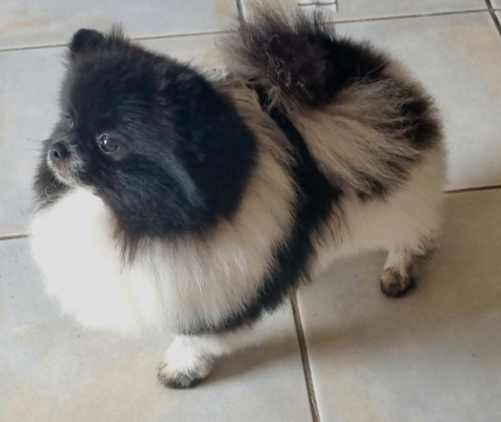 Publication : Des Pom Caraïbes D'Ela 