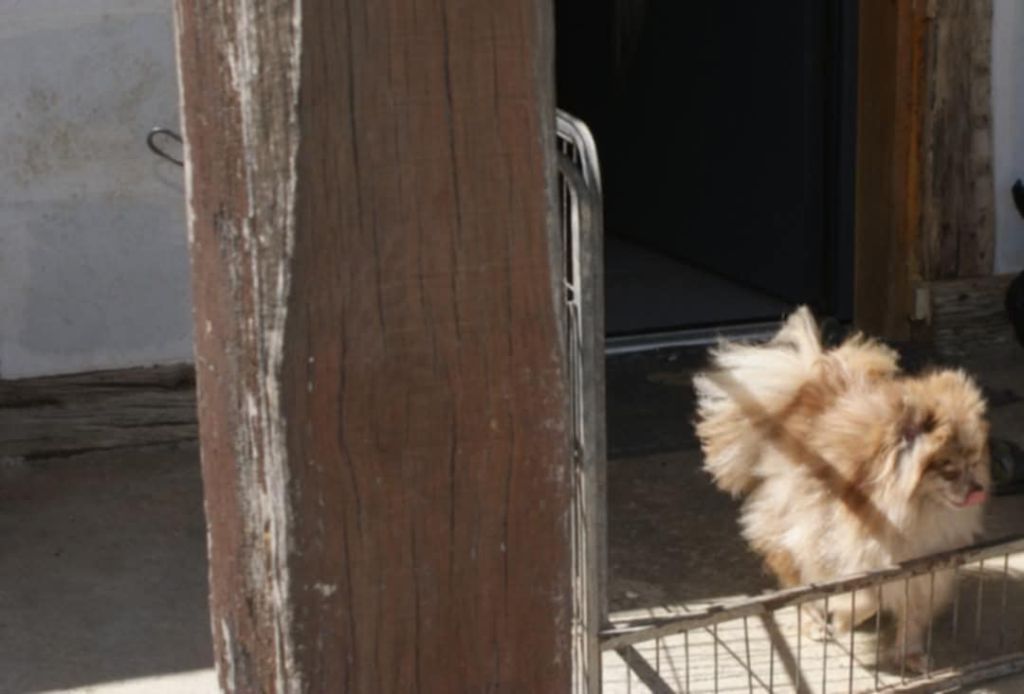 Publication : Of Wolf Forest Endless