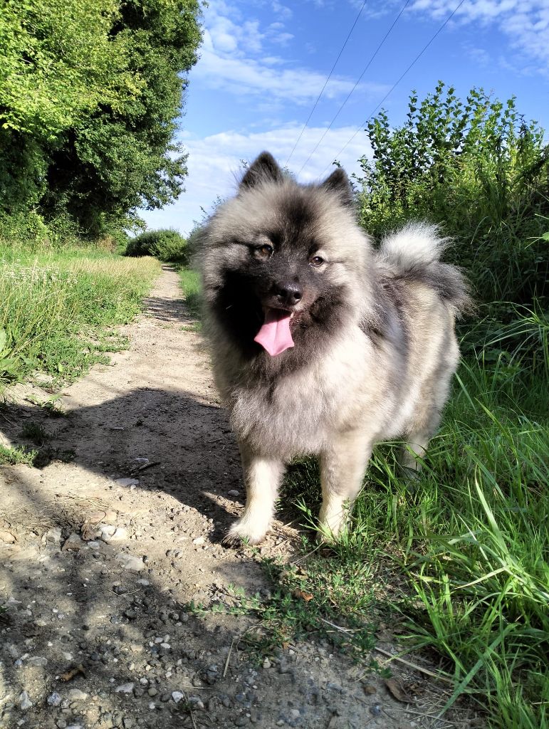 Publication : Des Cocotiers 