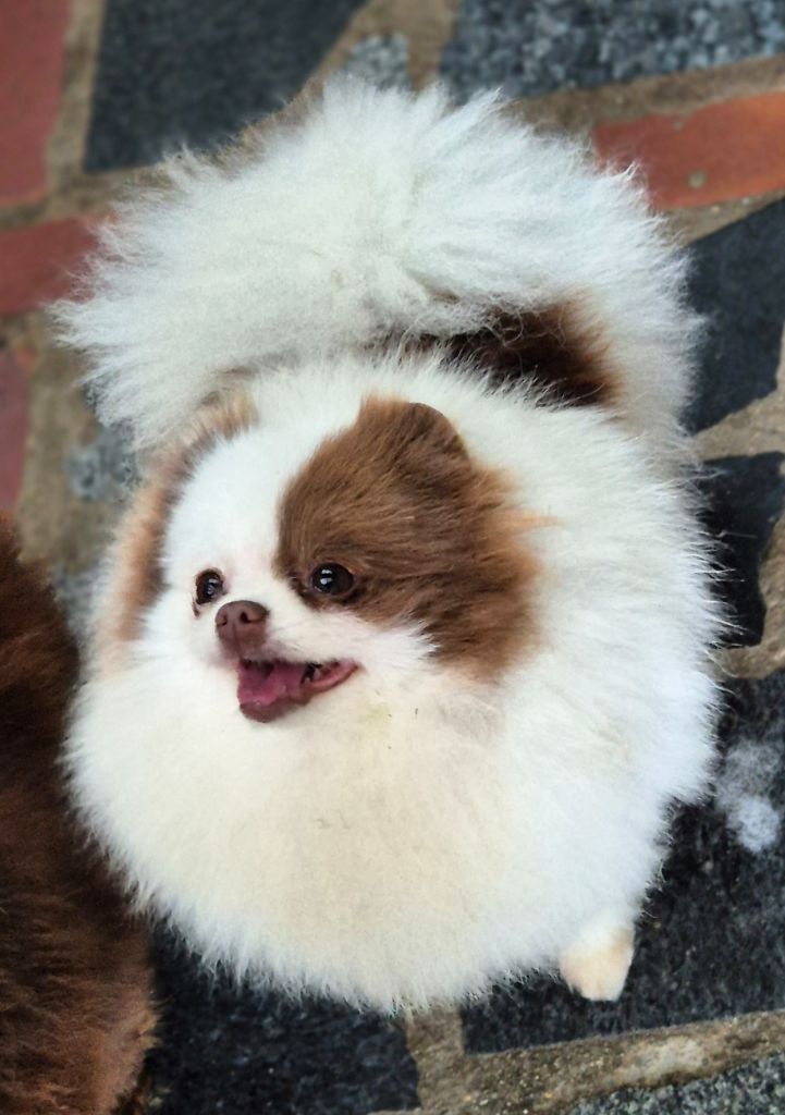 Publication : Des Pom Caraïbes D'Ela 