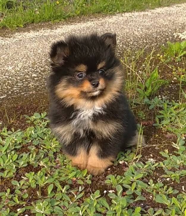 Publication : Of Wolf Forest Endless 