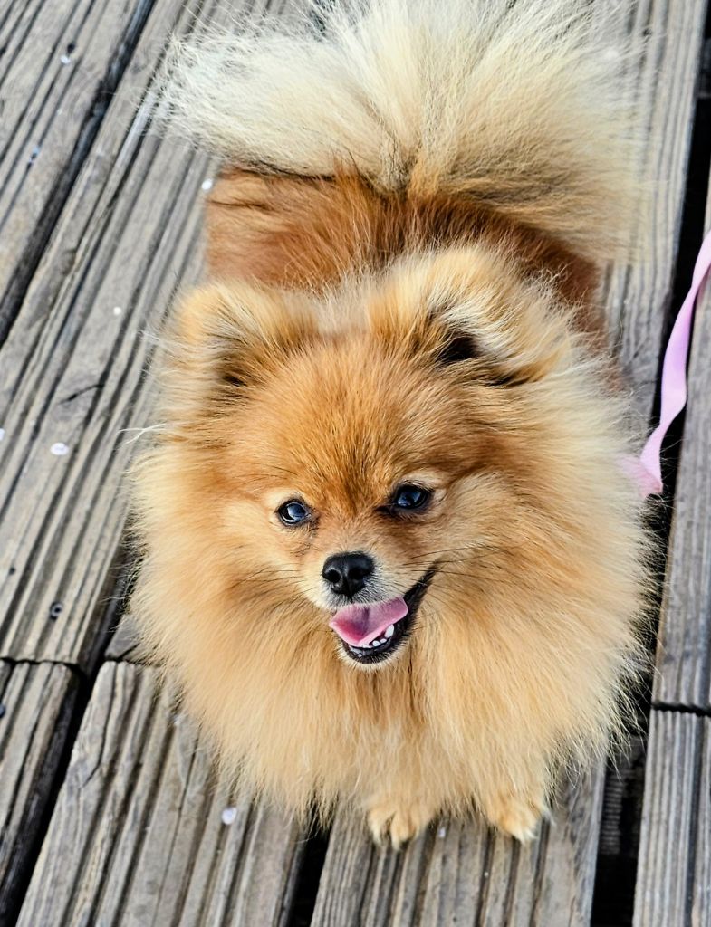 Publication : des Amours de Claya 