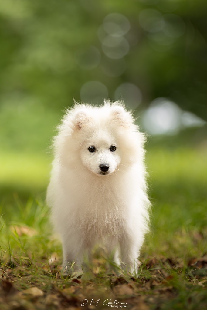 Publication : Des jardins de margaux Auteur : Jardins de Margaux