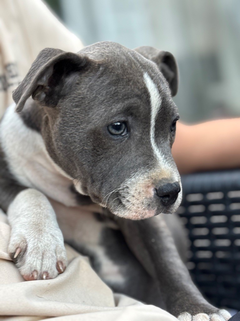 Publication : Royale Black Pearl 