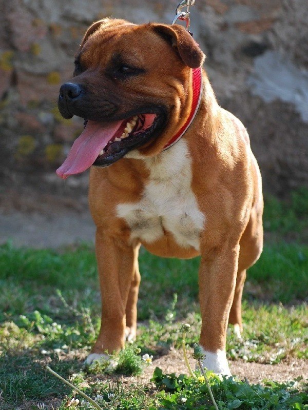 Publication : Zadatis 