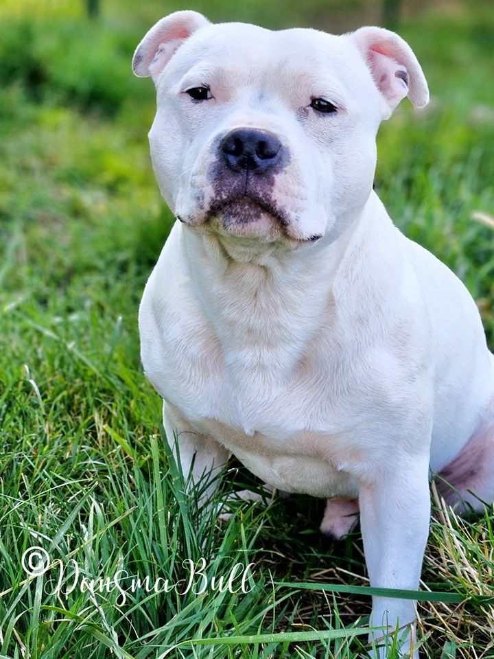 Publication : Dans Ma Bull Auteur : Carmen Hohengarten