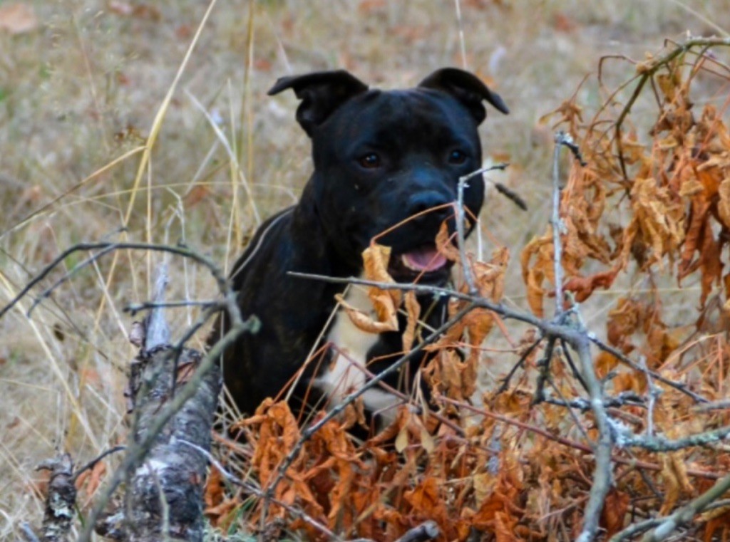 Publication : Royal and Legendary Auteur : Royal and Legendary