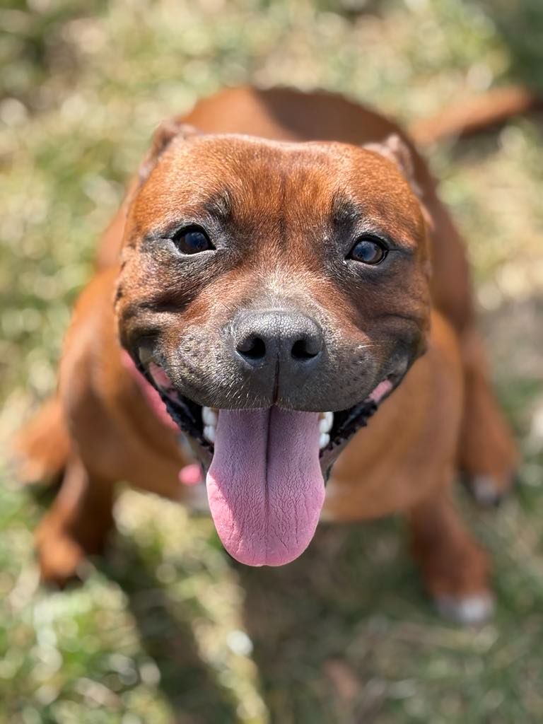 Publication : Les Ch'ti Viennois 