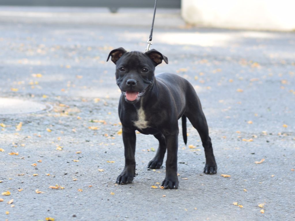 Publication : Pome's World 