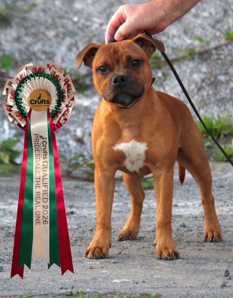 Publication : Soan Of Fire