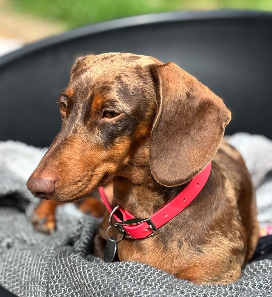 Publication : du Sentier des Merveilles Auteur : Colin