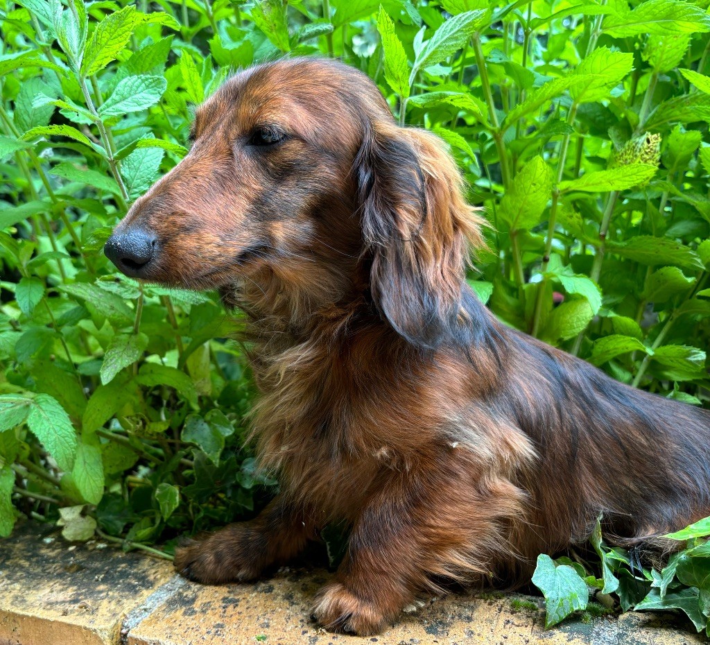 Publication : Du grand baronnet 