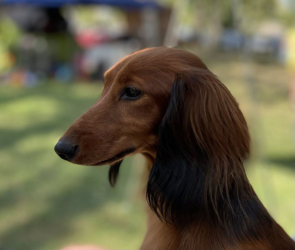 Publication : des lutins de Cassiopée Auteur : des lutins de Cassiopée