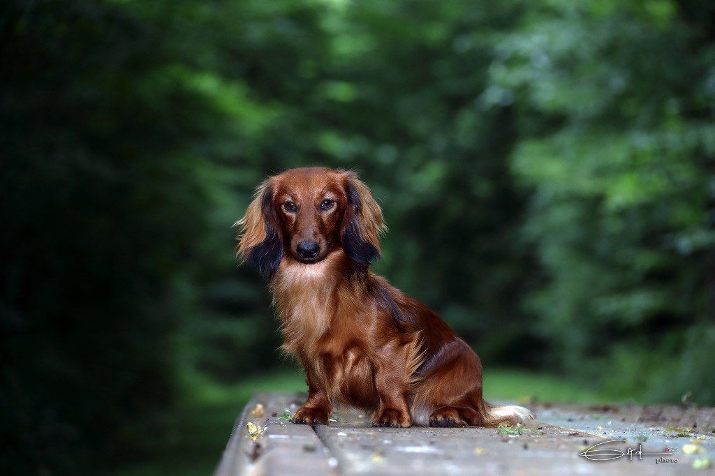 Publication : du Chemin de L'Espoir 