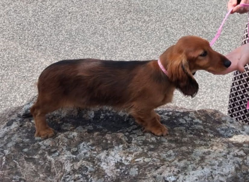 Publication : Des coeurs d'alène 