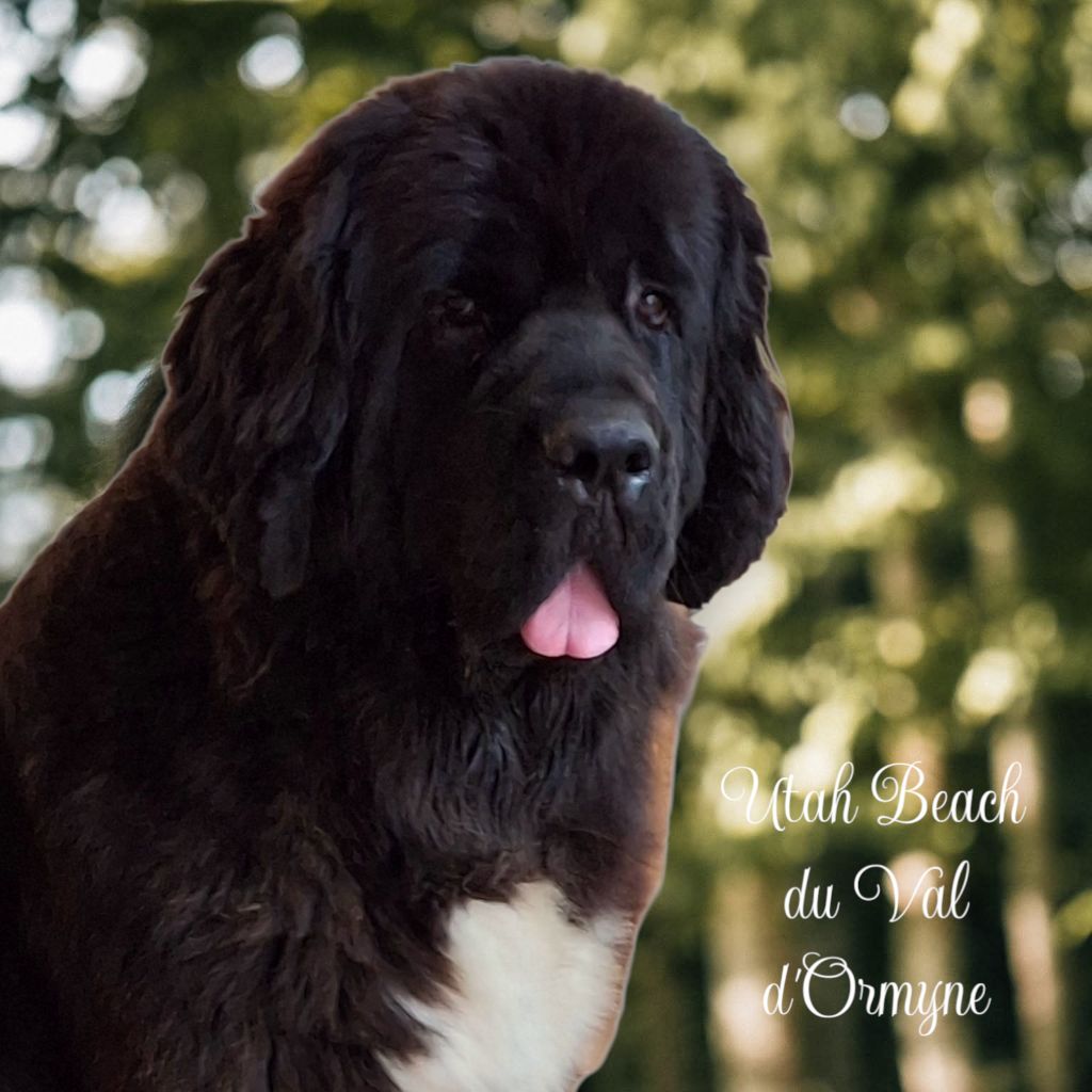 Publication : Du Val D'ormyne Auteur : Stephanie Carre