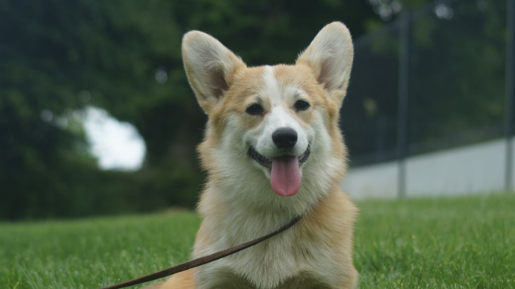 Publication : Des Terres De Beaulieu 