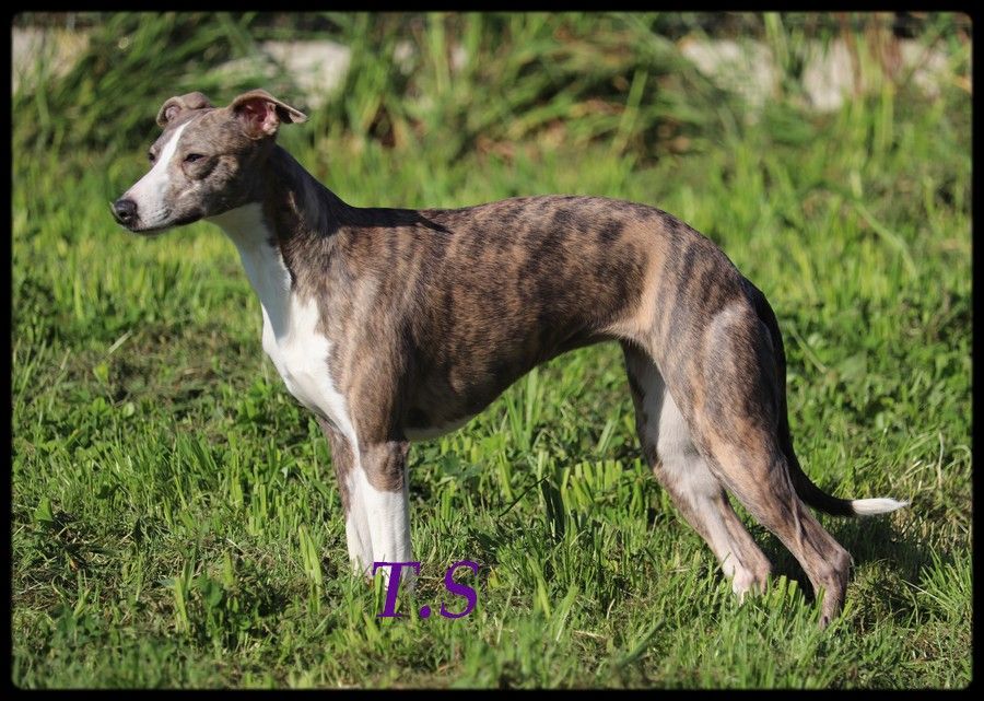 Publication : De La Truffe Sacrée 