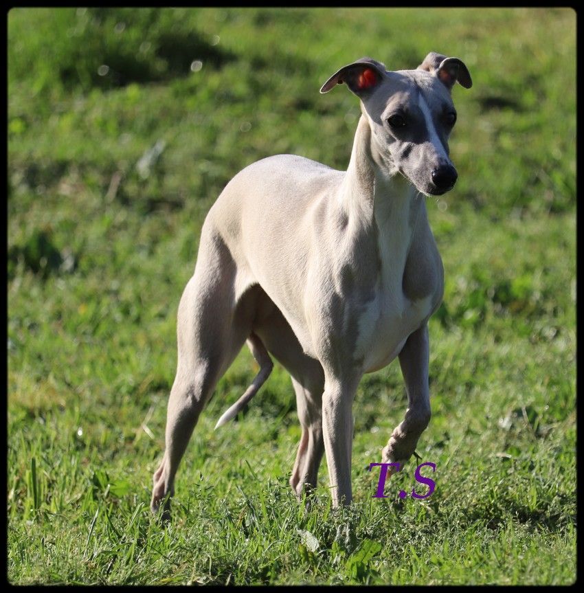 Publication : De La Truffe Sacrée 