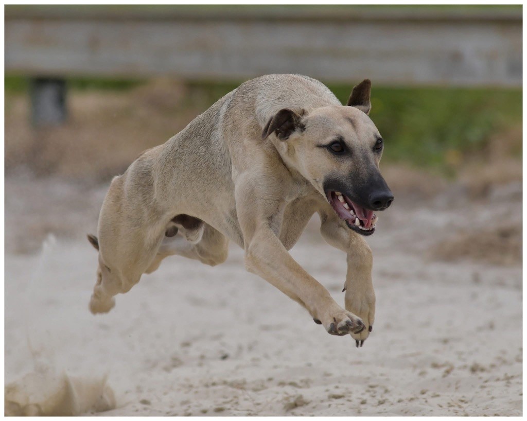 Publication : D’Elwood Meadows 