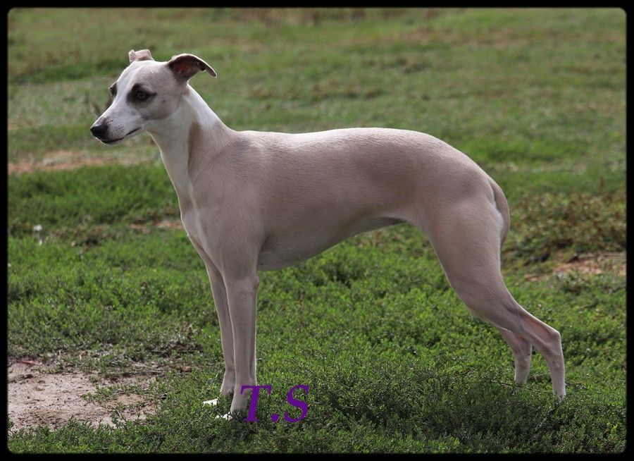 Publication : De La Truffe Sacrée 