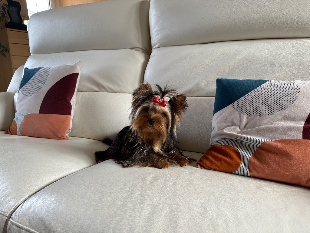 Publication : du manoir de la corbie Auteur : sandrine cateine