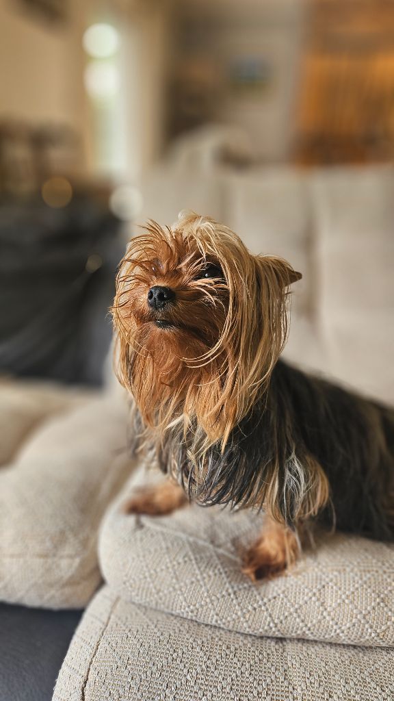 Publication : du bois de Mirapied 