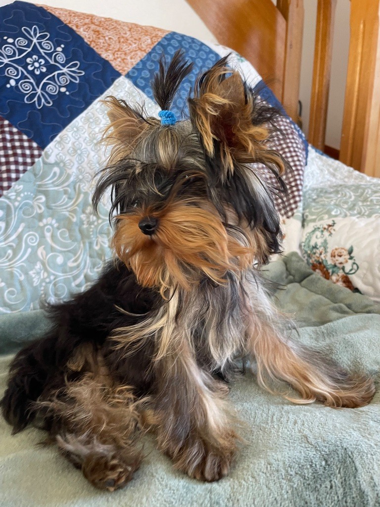 Publication : Des Minis Bouts Auteur : Isabelle barreyre