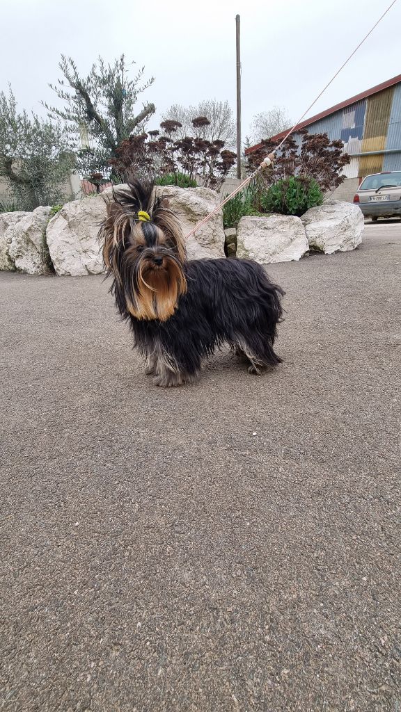 Publication : Du Mont Chauve 