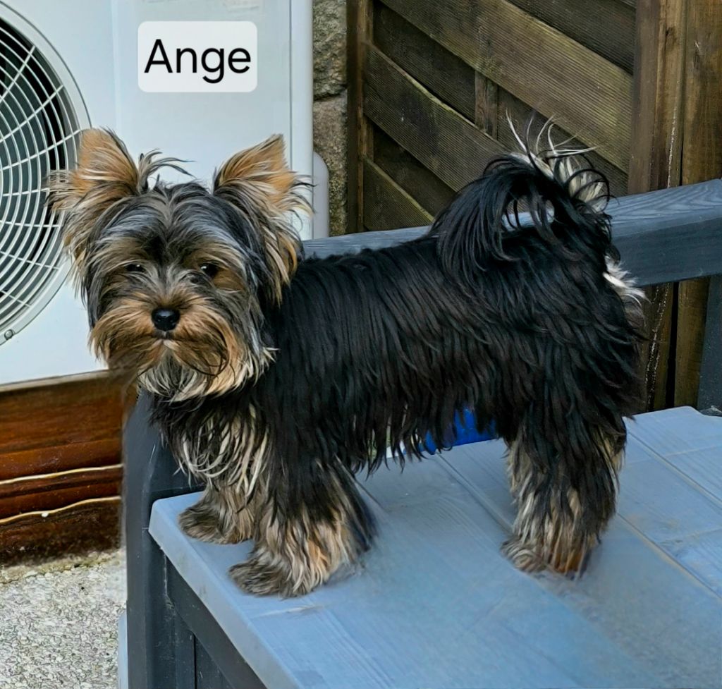 Publication : Des P'tits Bouts D'amour Auteur : Giraud