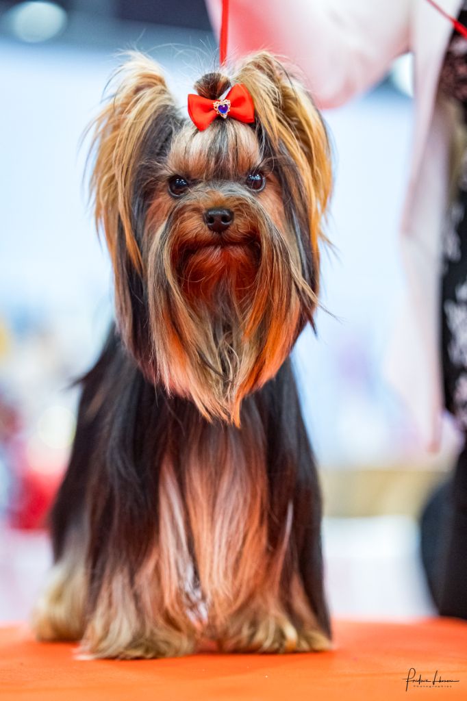 Publication : du Mas des Anges 