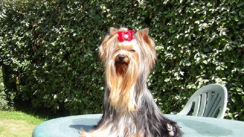 Publication : Allegrotoy's 