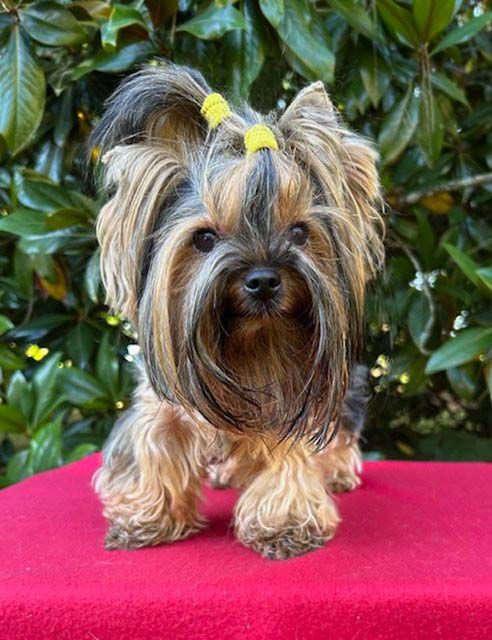 Publication : du domaine des chenes garance Auteur : BVIAL