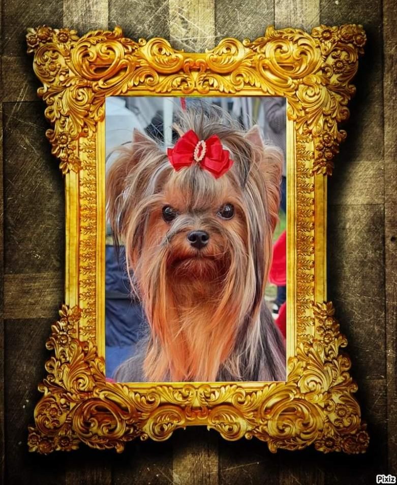 Publication : du royaume d'Inès Auteur : KLES BAYA