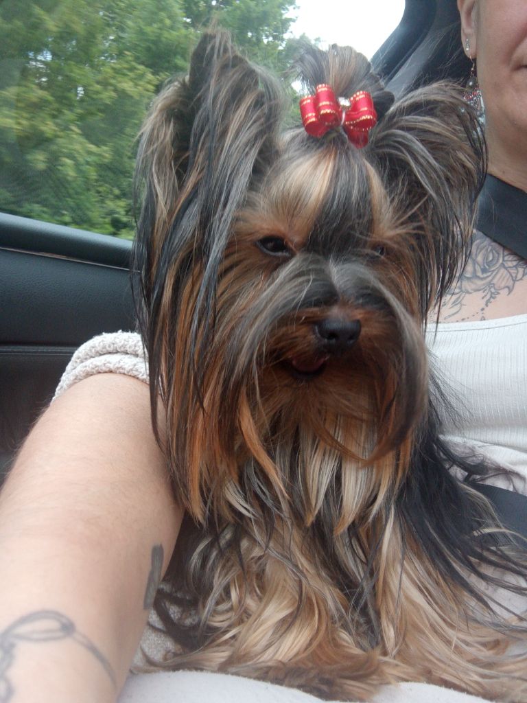 Publication : (Sans Affixe) Auteur : Barche aurore