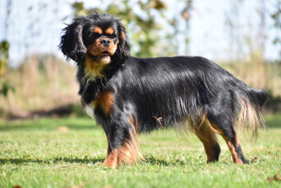 Étalon Cavalier King Charles Spaniel - Violette Du Repère Des Poilus
